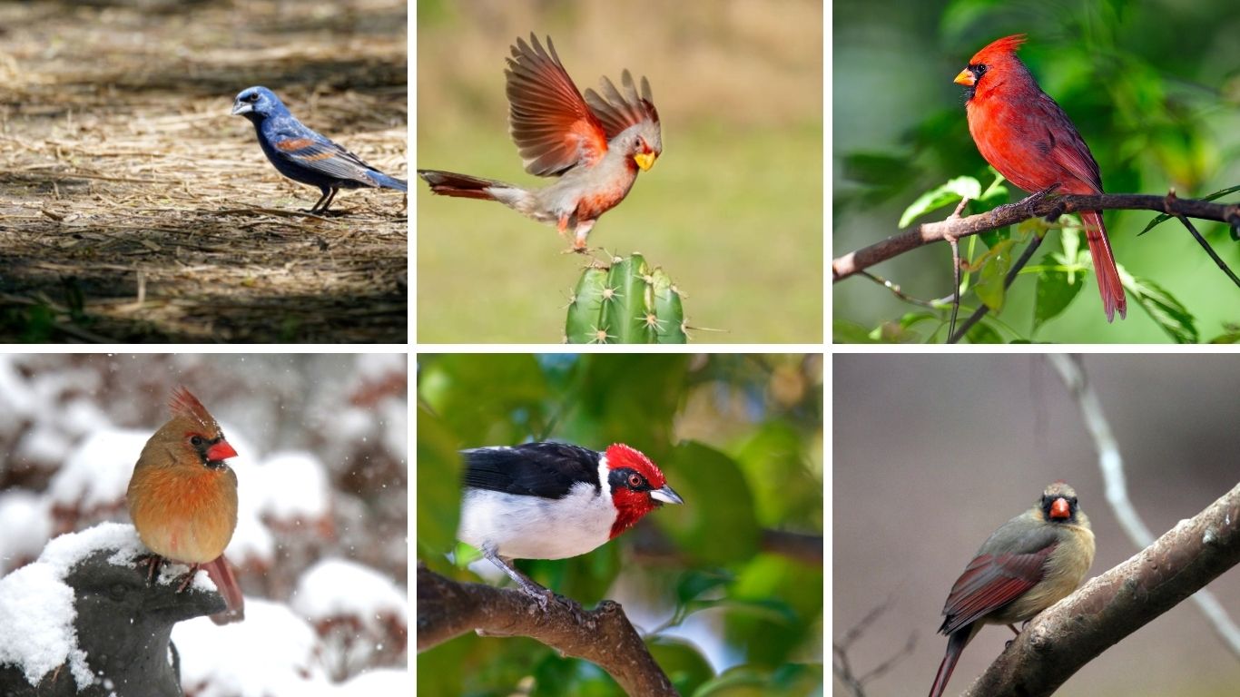 11 Types of Cardinal Birds