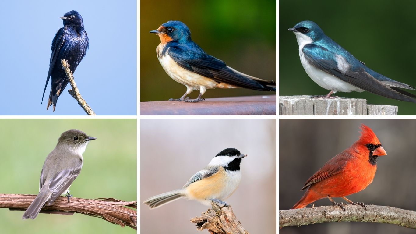 15 Birds That Eat Mosquitoes