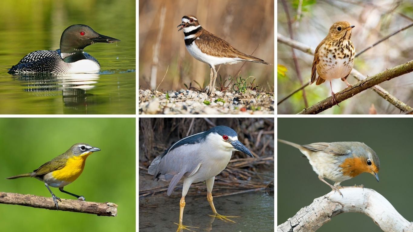 11 Birds That Sing at Night