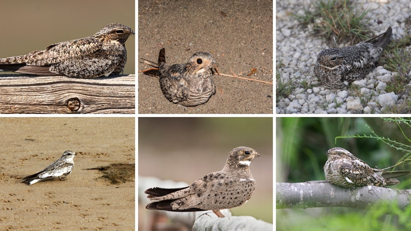10 Types of Nighthawk Birds