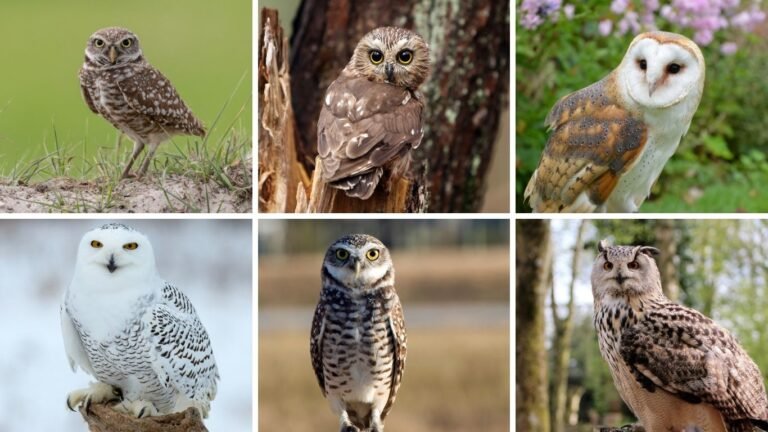 Owls of Florida: 9 Species (Identification with Pictures )