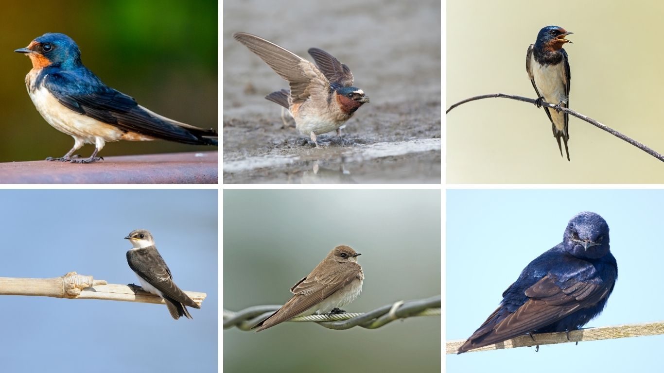 30 Types of Swallow Birds