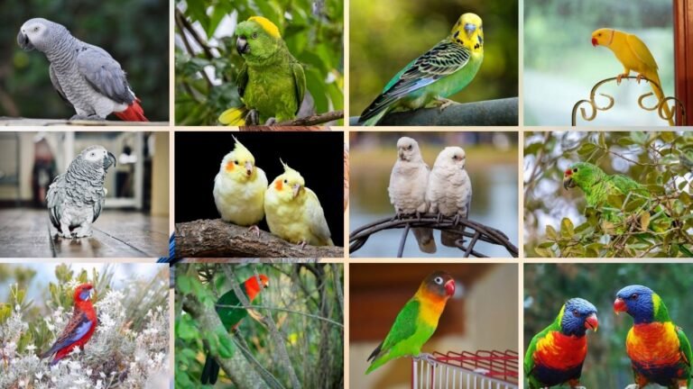 17 Amazing Birds That Can Talk