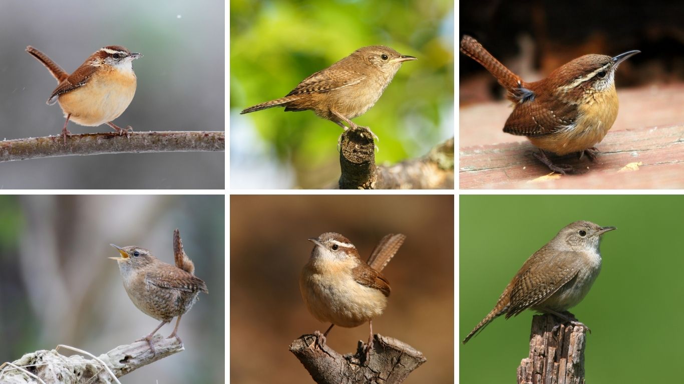 All Types of House Wrens