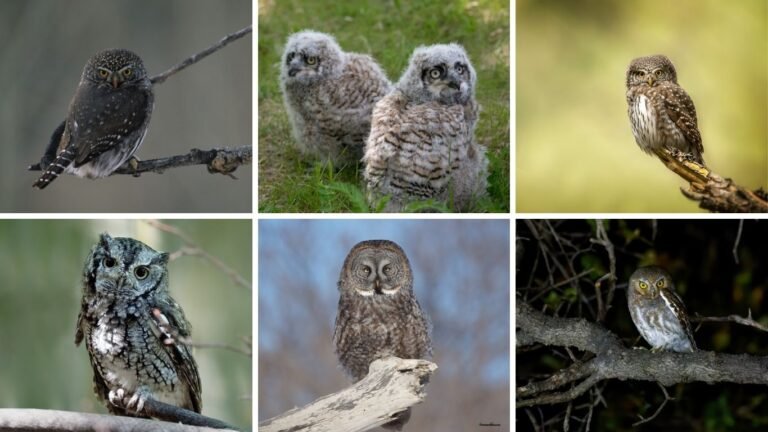 19 Types of Owls Found in California