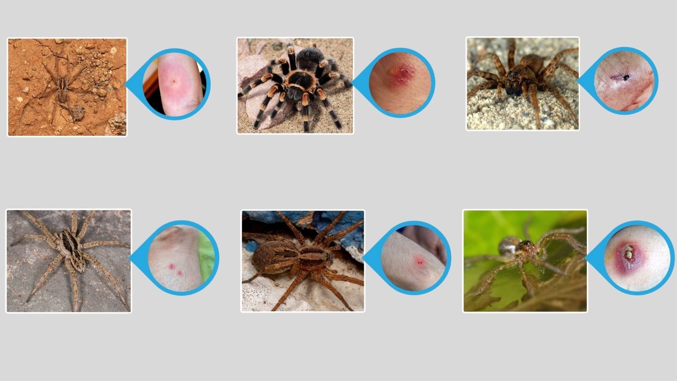 15 Types of Wolf Spiders