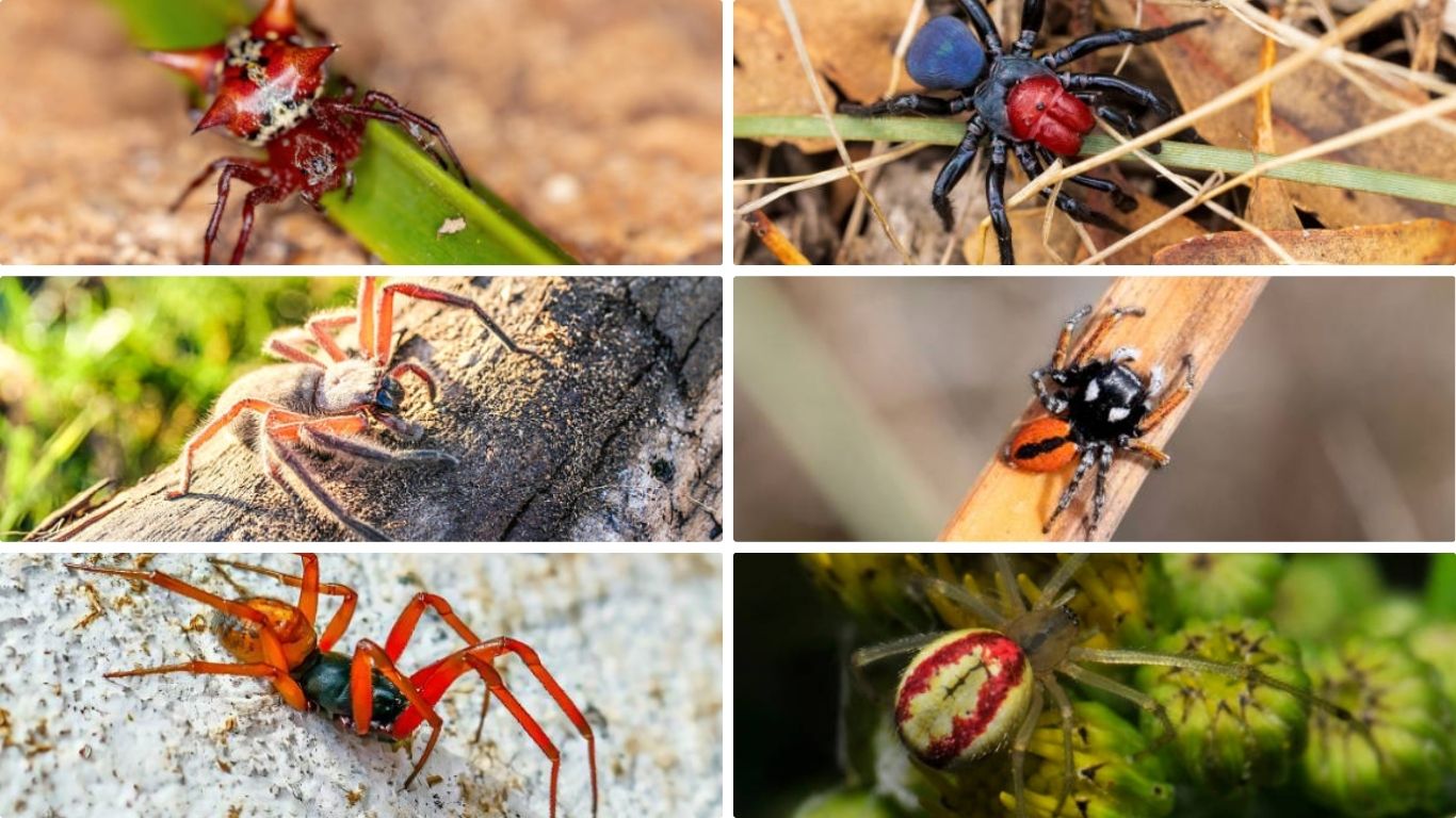 21 Types of Red Spiders
