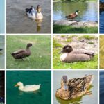 13 Types of Mallard Ducks