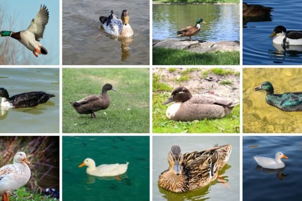 13 Types of Mallard Ducks