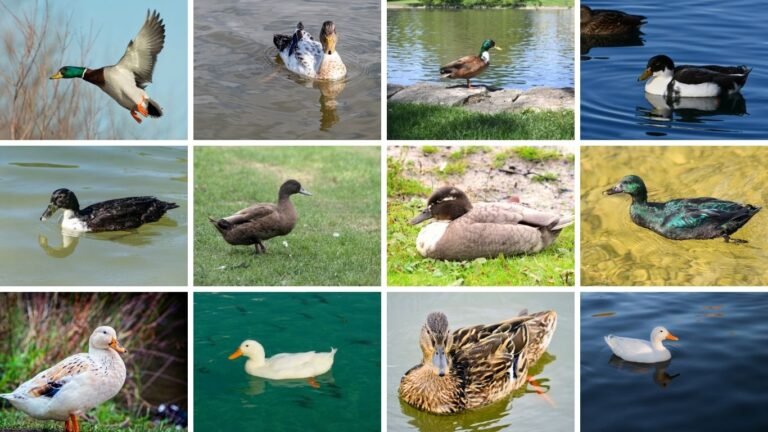 13 Types of Mallard Ducks: Identification With Name & Picture 