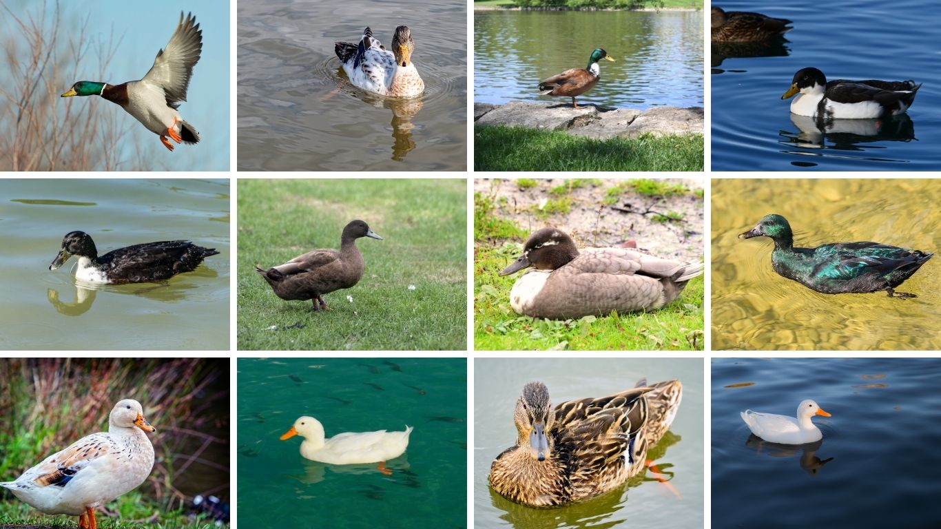 13 Types of Mallard Ducks