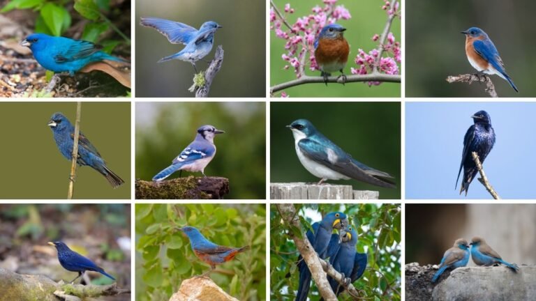 23 Completely Blue Birds