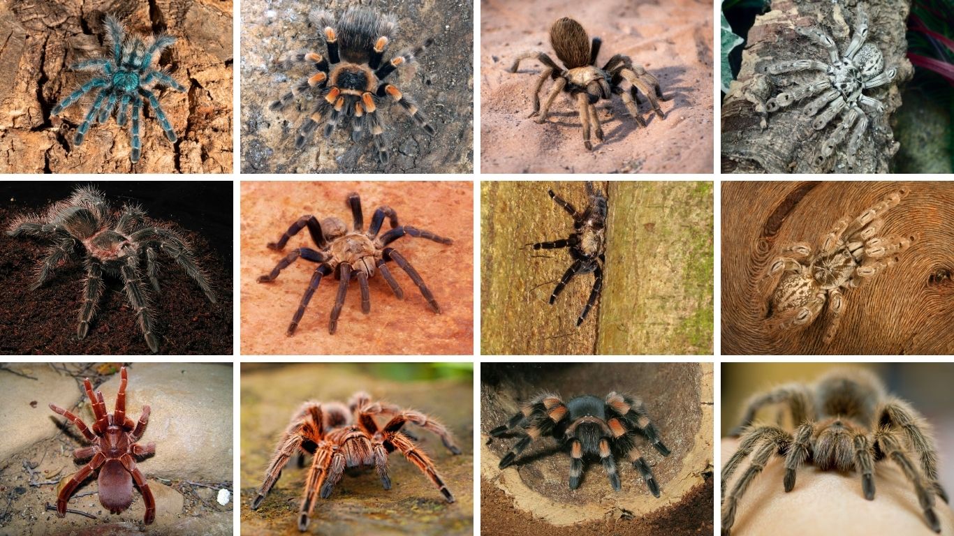 Largest Spiders in the World