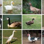 15 Types of White Duck