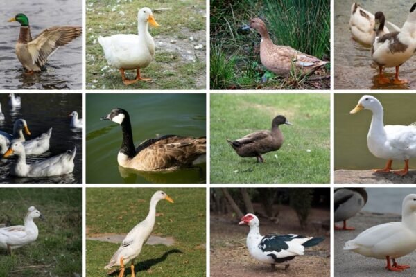 15 Types of White Duck