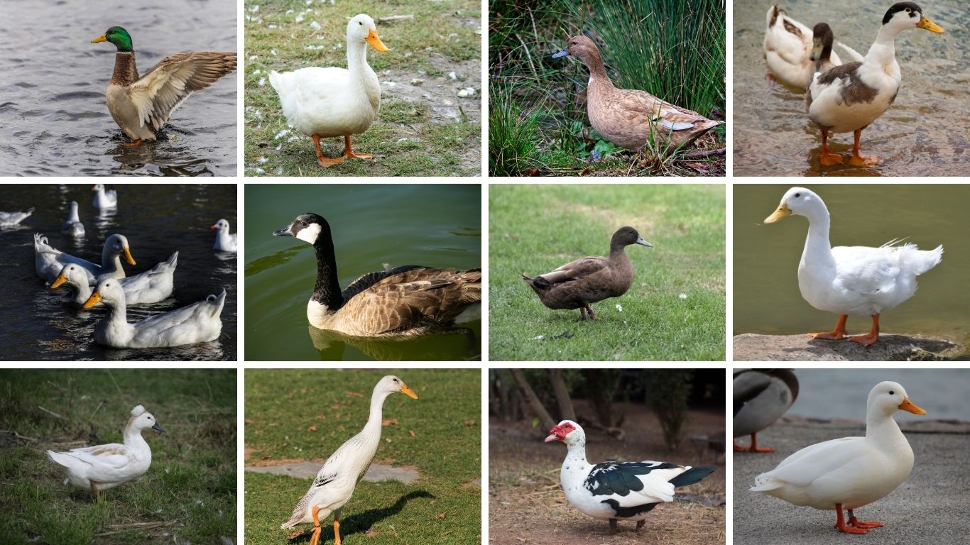 15 Types of White Duck