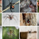 Black Widow Spiders