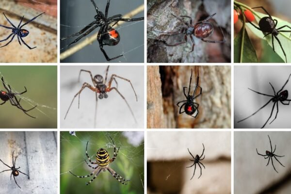 Black Widow Spiders