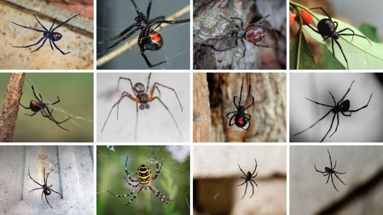 Black Widow Spiders