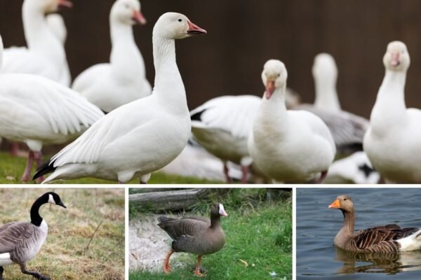 35 Types of Goose