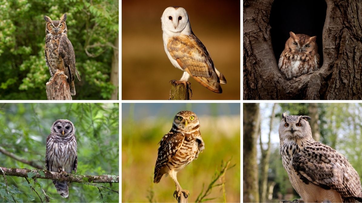 7 Types of Owls Found in Texas