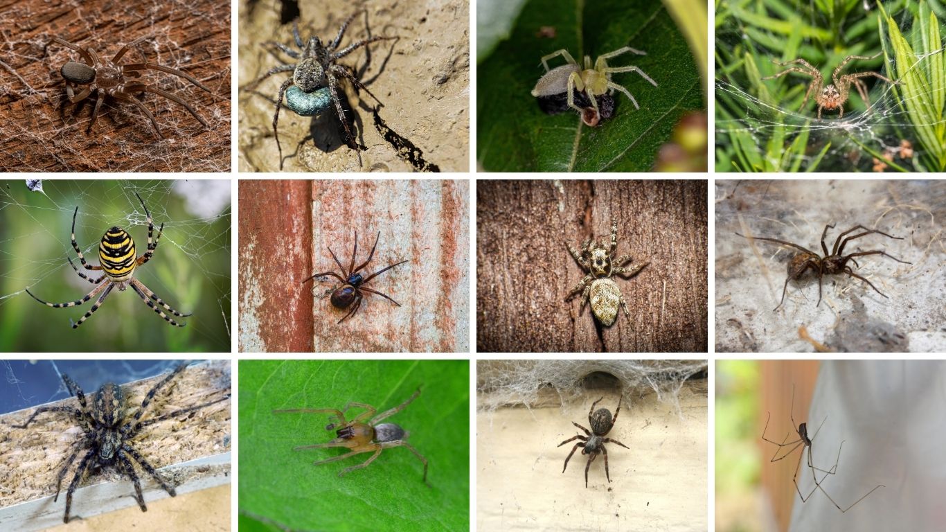 20 Common House Spiders
