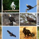25 Types of Eagles Around the World