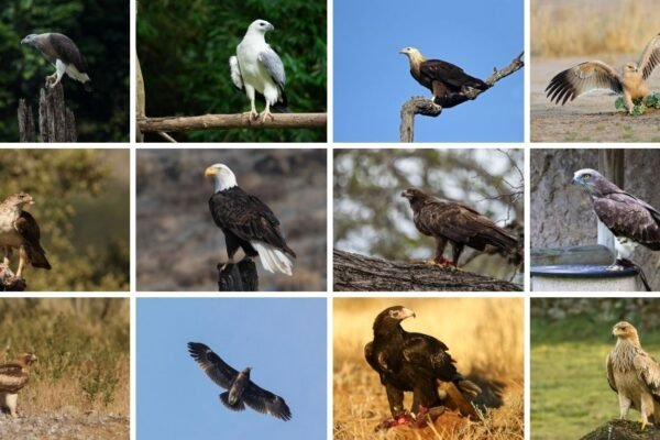 25 Types of Eagles Around the World