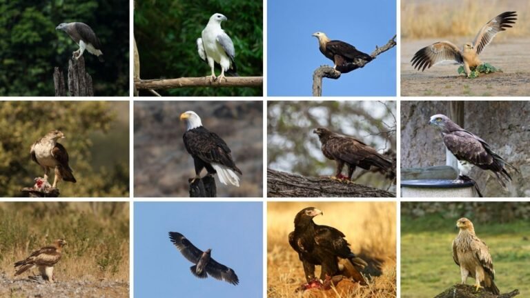 25 Types of Eagles Around the World