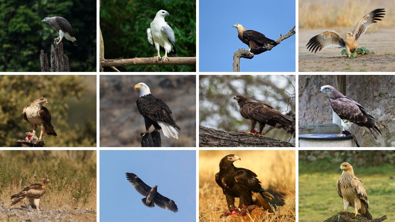 25 Types of Eagles Around the World