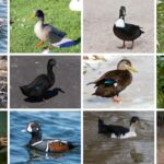 Black Ducks