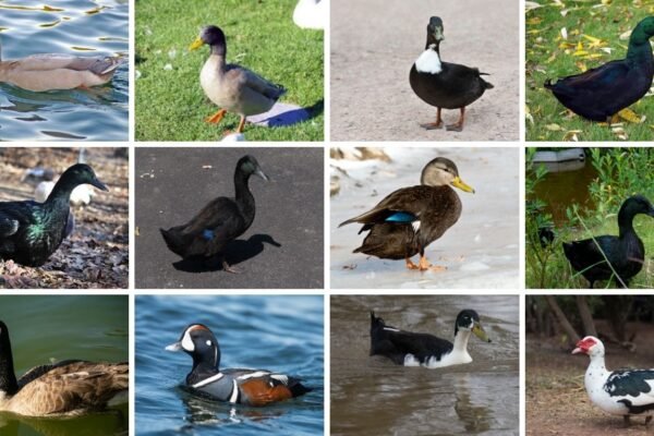 Black Ducks