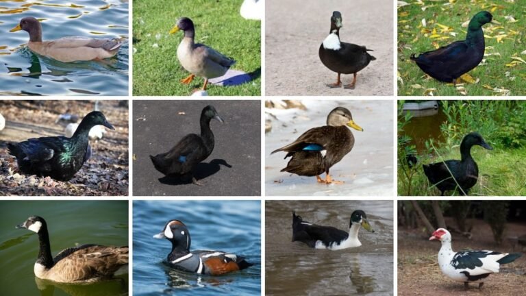 Black Ducks