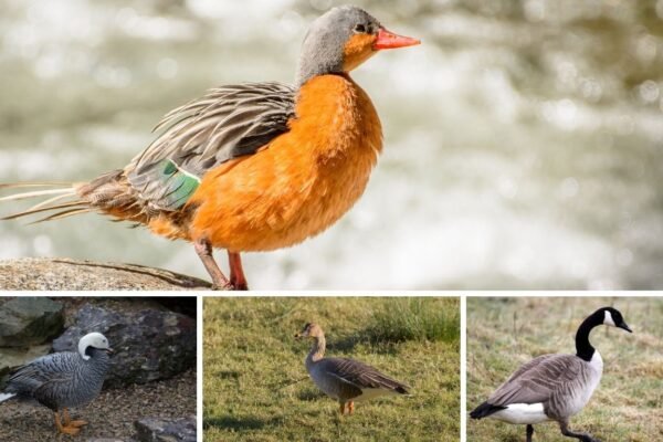 14 Black or Dark-Colored Geese Species