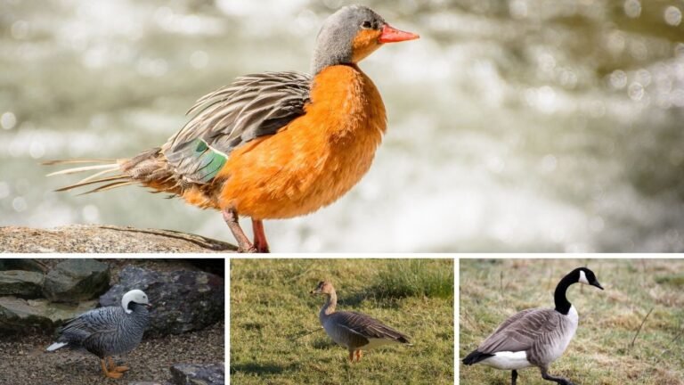 14 Black or Dark-Colored Geese Species