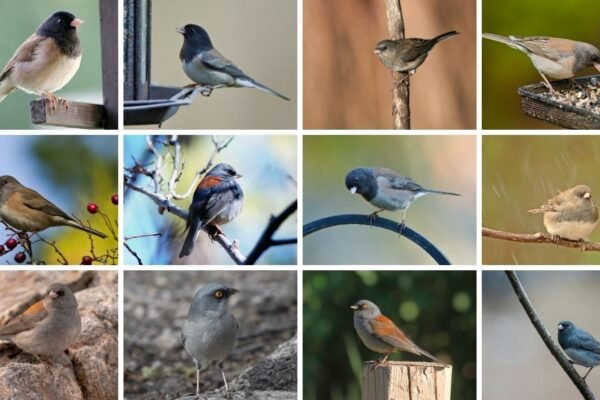 7 Types of Junco Birds