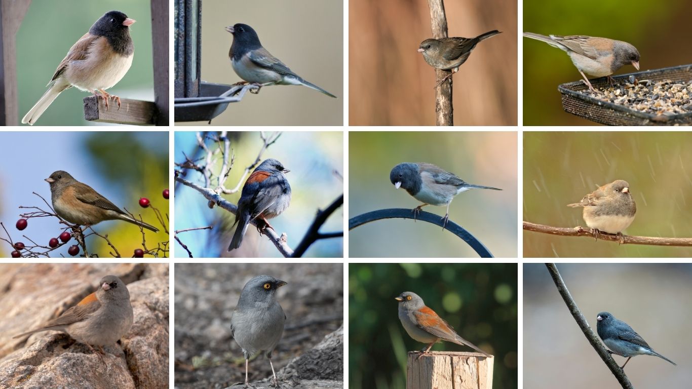 7 Types of Junco Birds