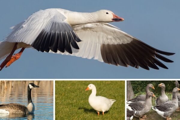 14 Types of Completely White Geese