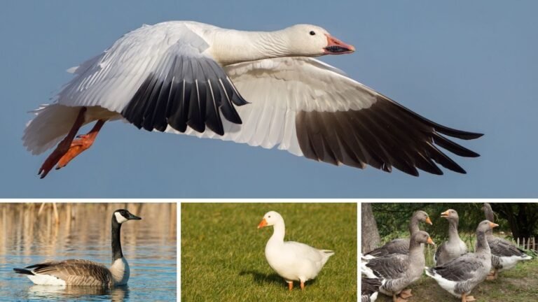 14 Types of Completely White Geese