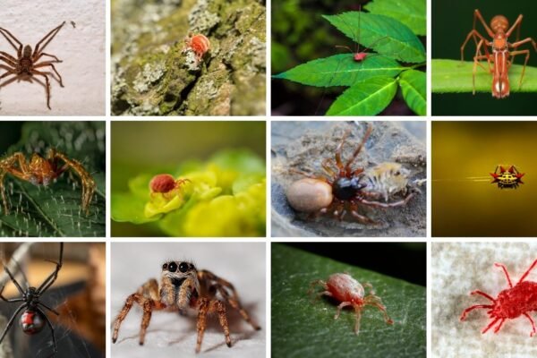 Types of Small Red Spiders