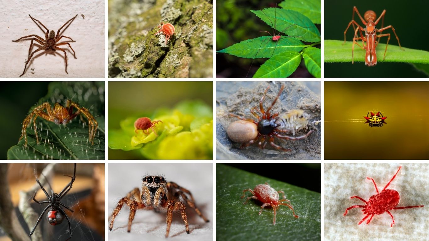 Types of Small Red Spiders