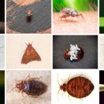 15 Types of Common Bed Bugs