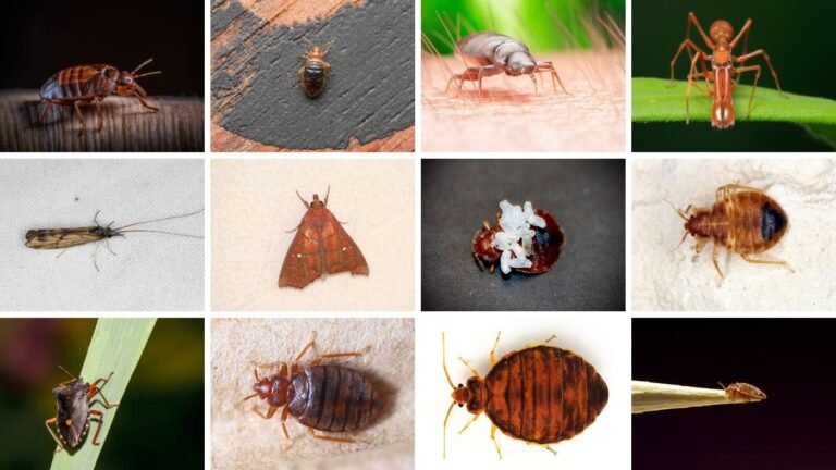 15 Types of Common Bed Bugs: Identification by Images 