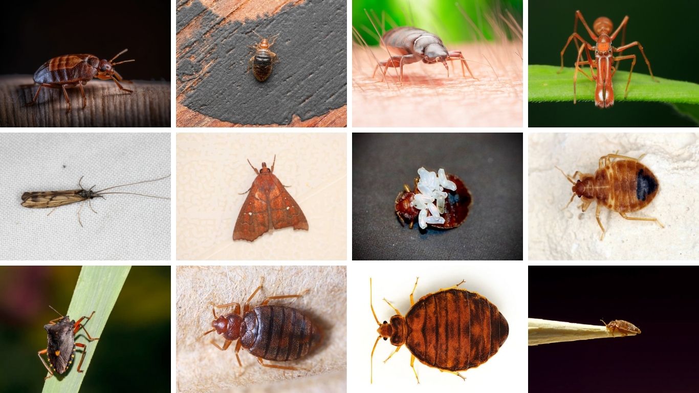 15 Types of Common Bed Bugs