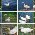 8 Types of Pekin Ducks