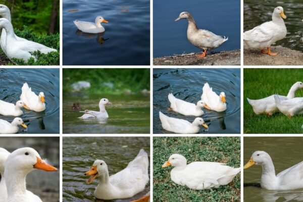 8 Types of Pekin Ducks
