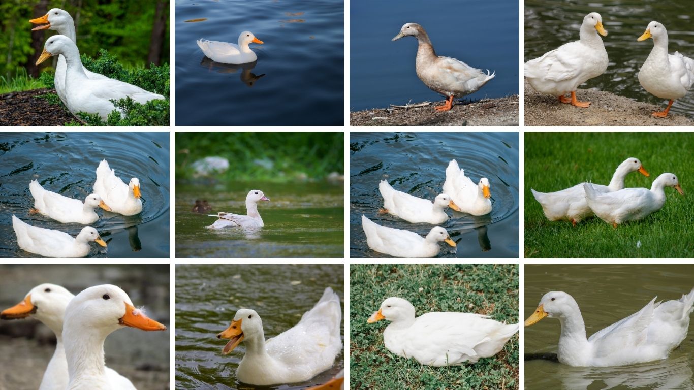 8 Types of Pekin Ducks