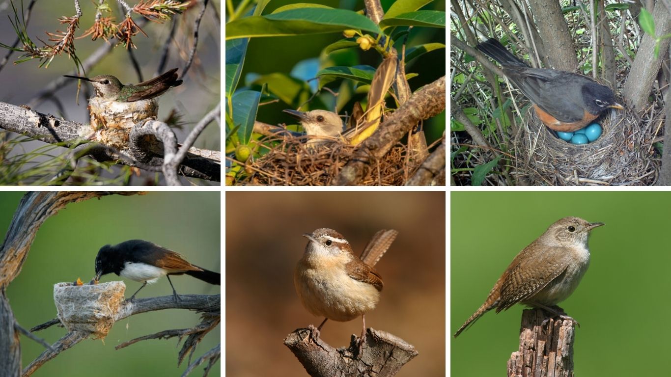 Keep Birds from Building a Nest