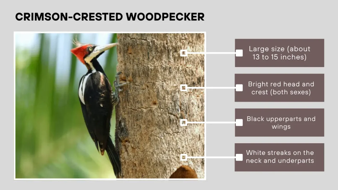 Crimson-crested Woodpecker