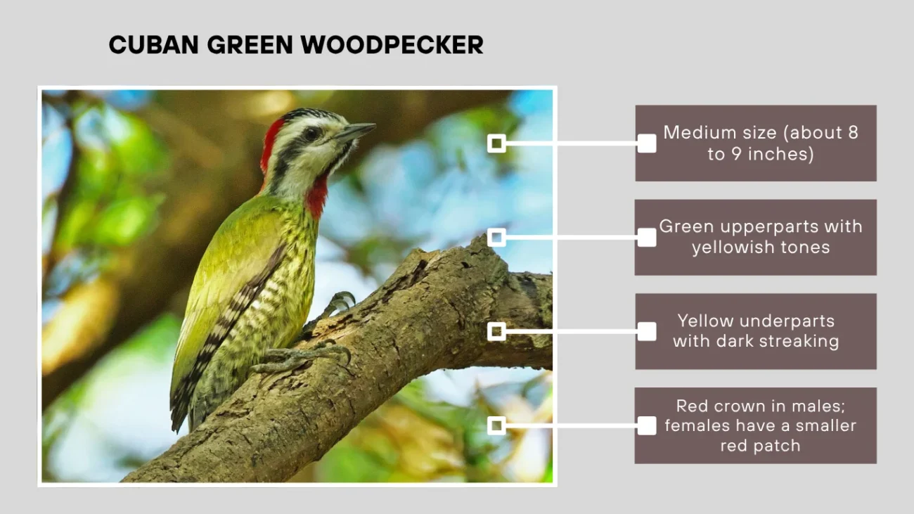 Cuban Green Woodpecker